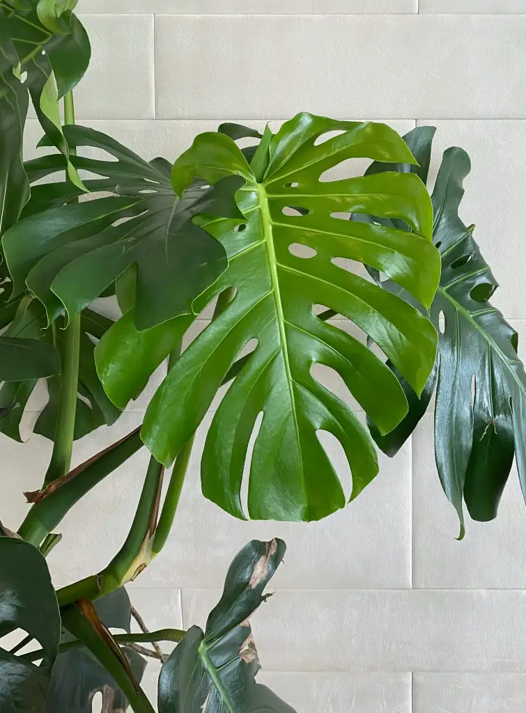 Big-leaved Houseplants to Grow and Liven Up Indoor Spaces