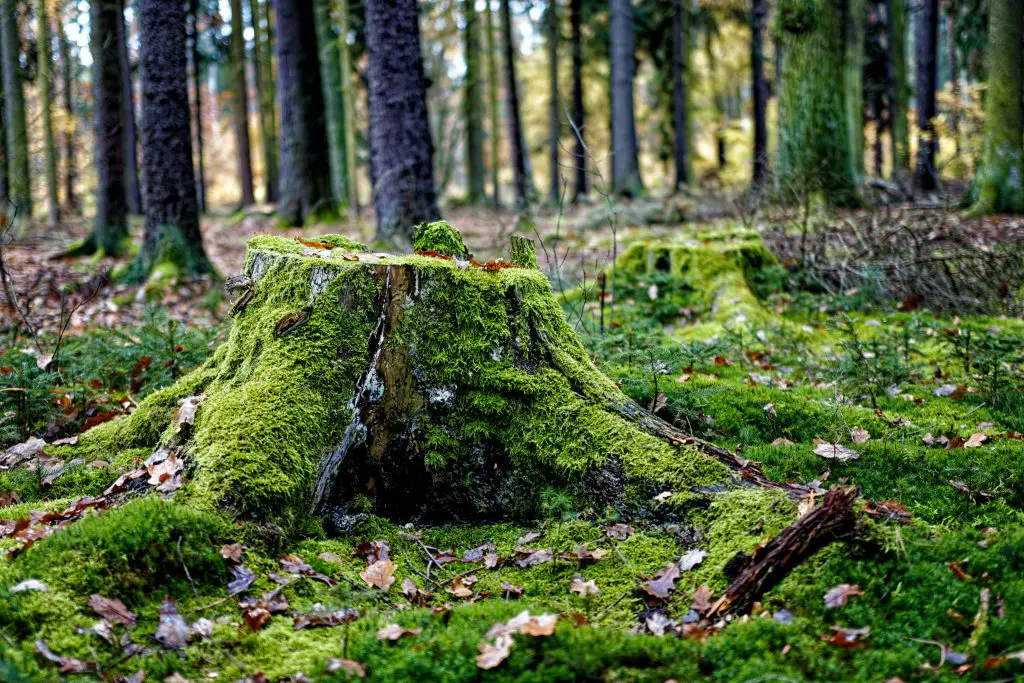 Learn How to Remove Tree Stumps and its Roots