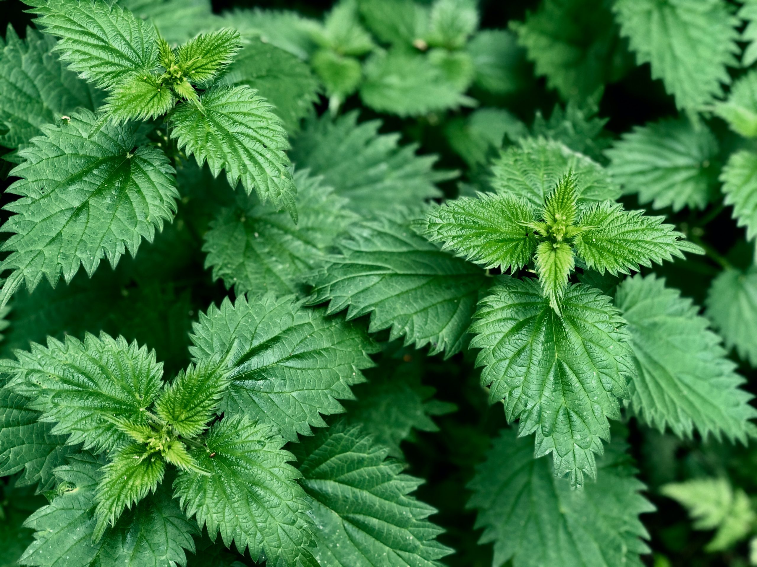 edible plants and weeds