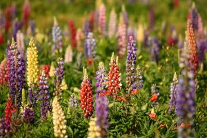 Lupins