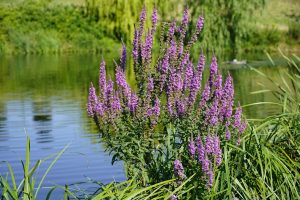 Lythrum salicaria