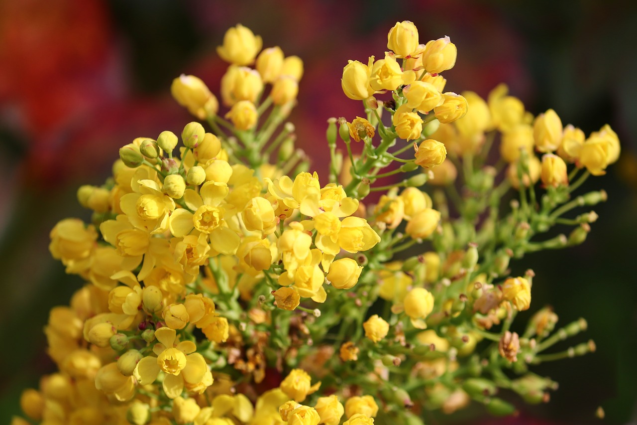 Mahonia: Growing, Caring, and Pests