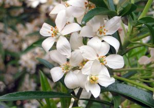 Mexican Orange Blossom - All You Need to Know