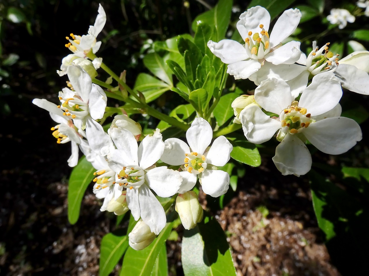 Mexican Orange Blossom (Choisya Ternata)