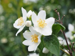 Mock Orange