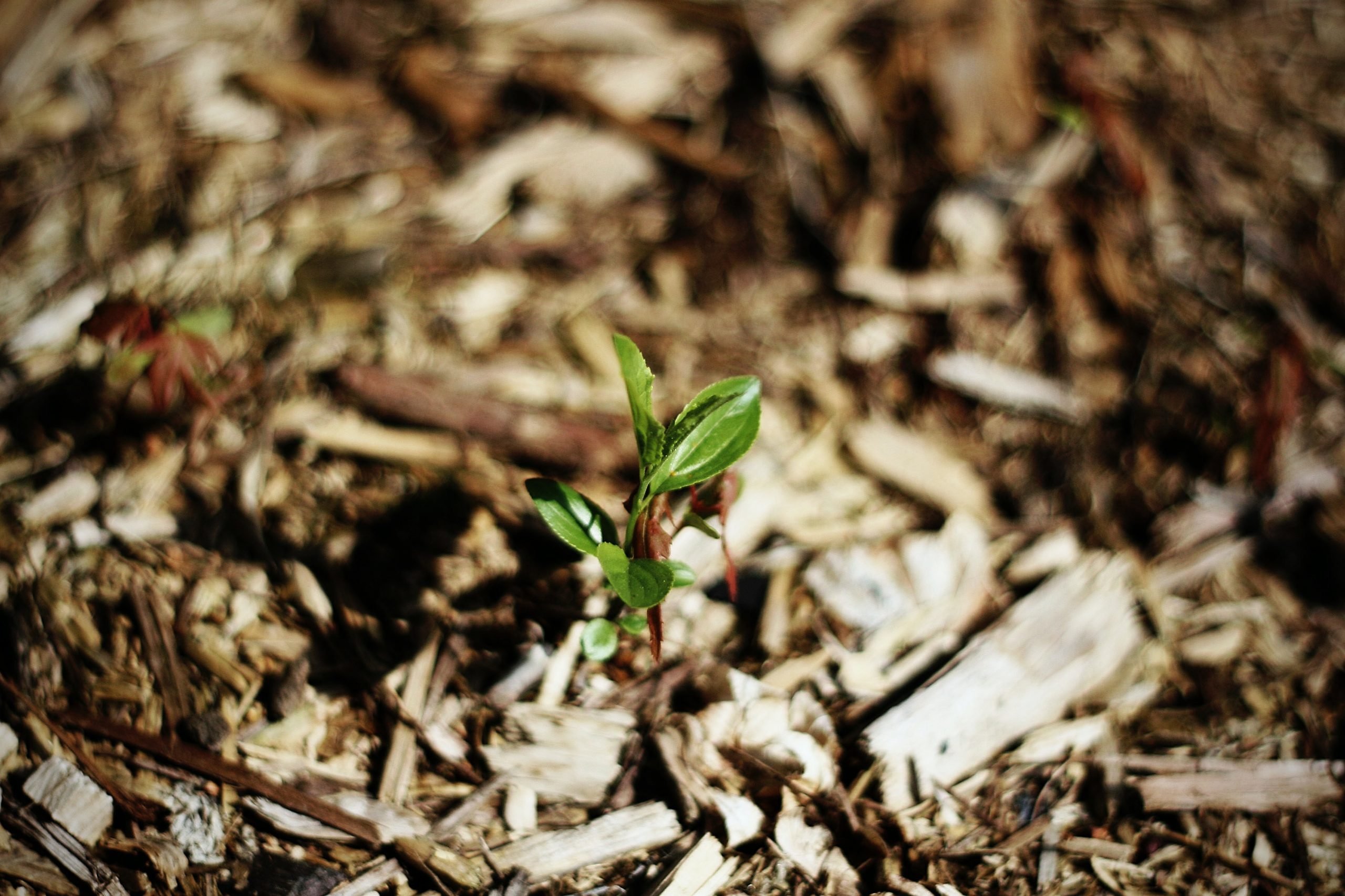 Mulching: Types, How to Make them, Problems, and How to use them properly