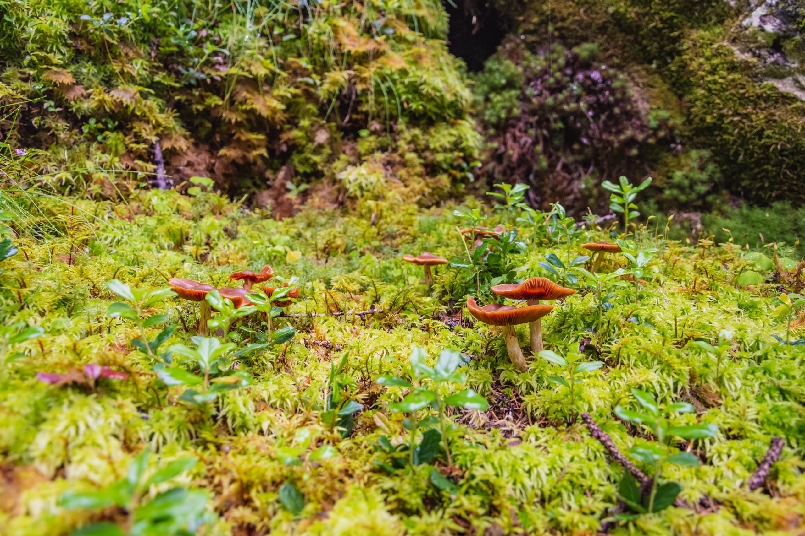 Mushroom on Your Lawn Prevention