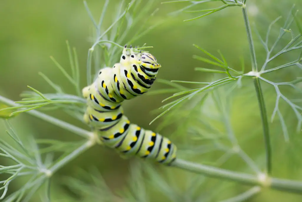 Organic Ways to Get Rid of Caterpillars in Your Garden