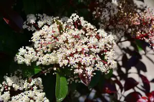 Photinia with bloomed flowers