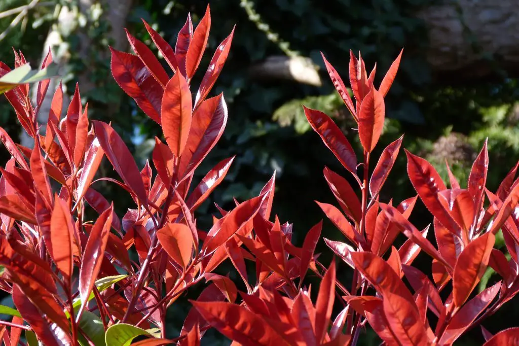 Photinias ‘Red Robin’ All you Need to Know