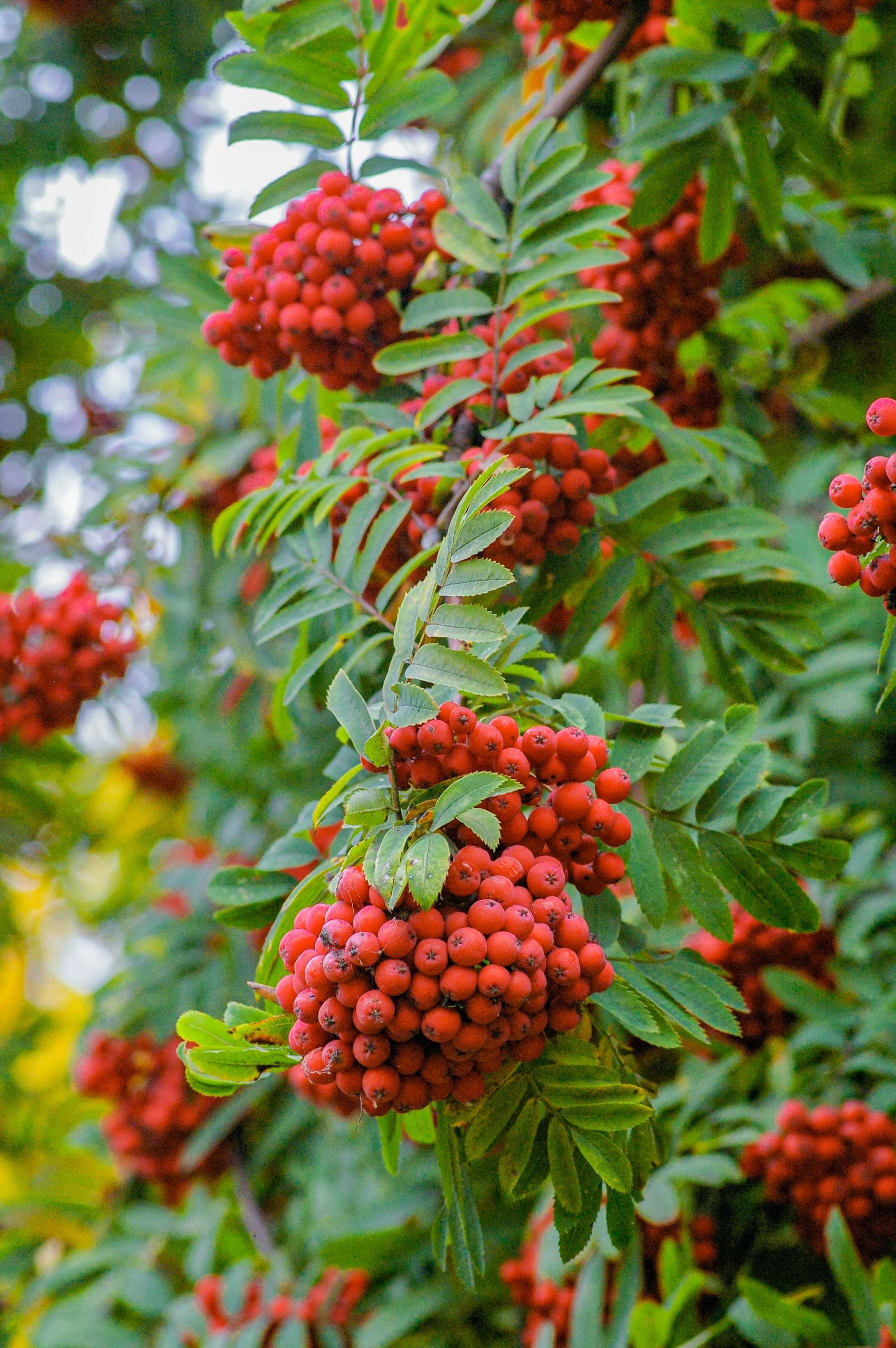 Plants to Grow for Birds