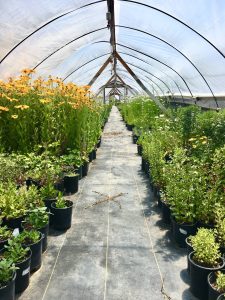 Polytunnel