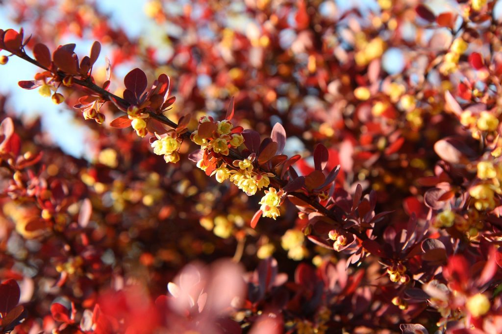 Pruning Pyracantha & Growing Guide For All Garden Sizes Real Men Sow