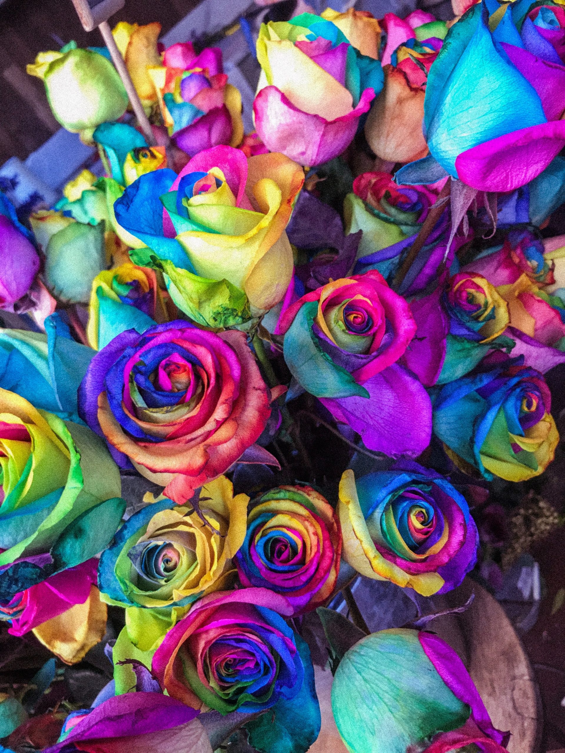 Rainbow Roses: How to make them