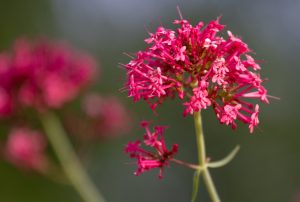 Red Valerian