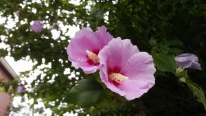 Rose of Sharon