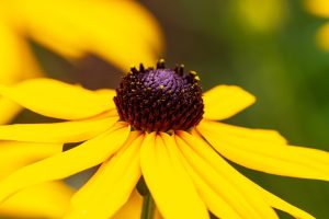 Rudbeckia