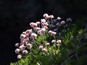 Sea Thrift