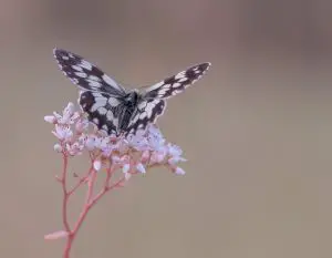 Sedum