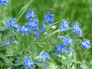 Speedwell