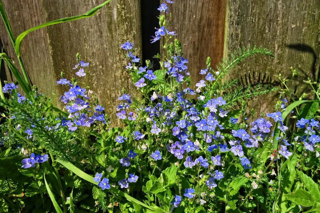 Speedwell Symptoms and How to get rid of it