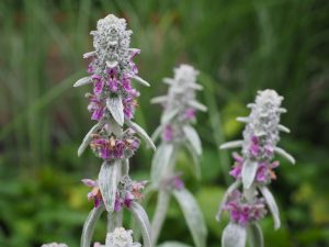 Stachys byzantina (Lambs ears)