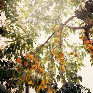 Tree - Peaches