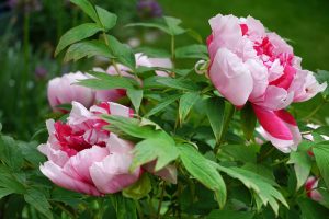 Tree Peony