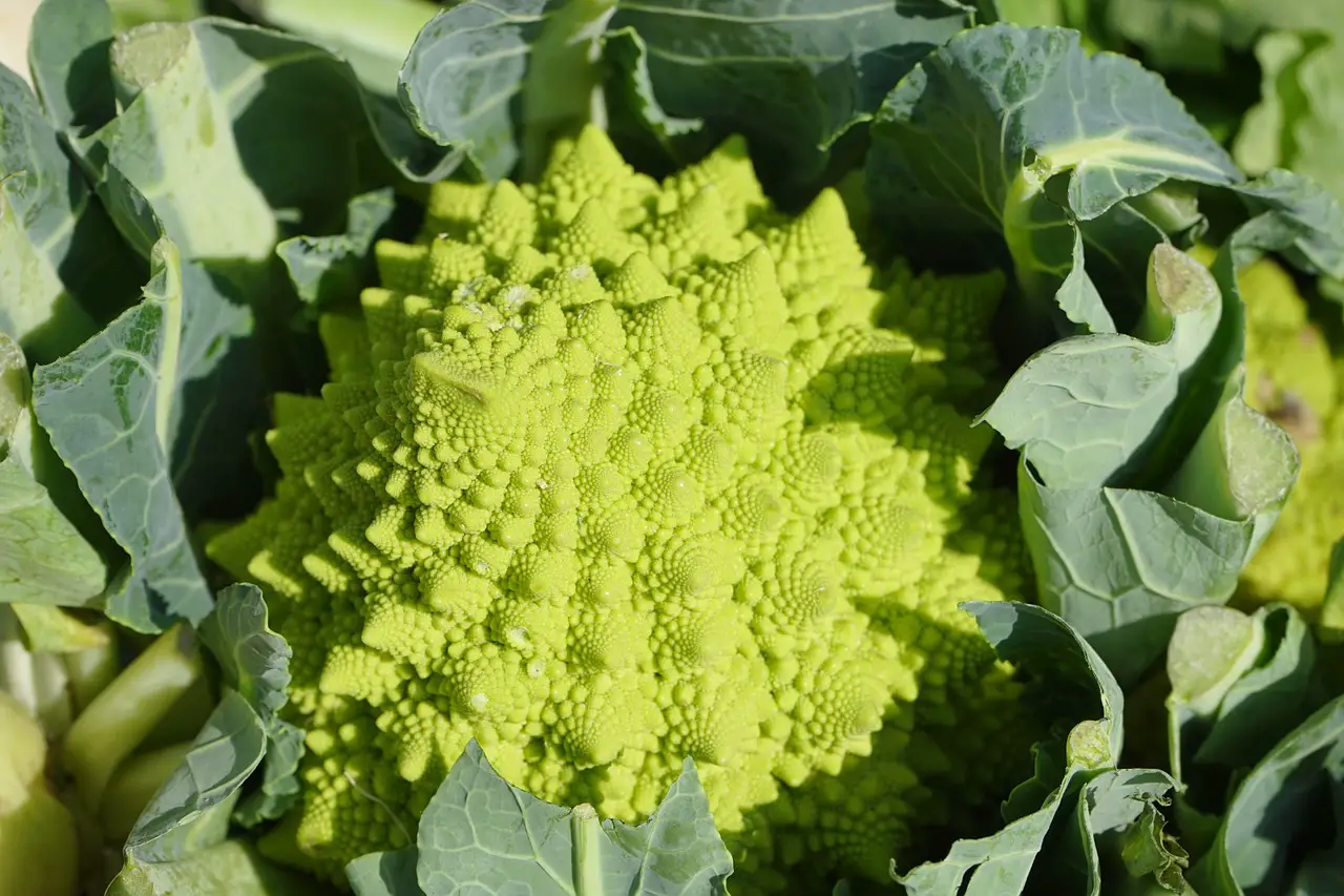 Unusual Vegetables to Grow and Try