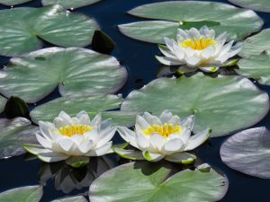 Water Lilies