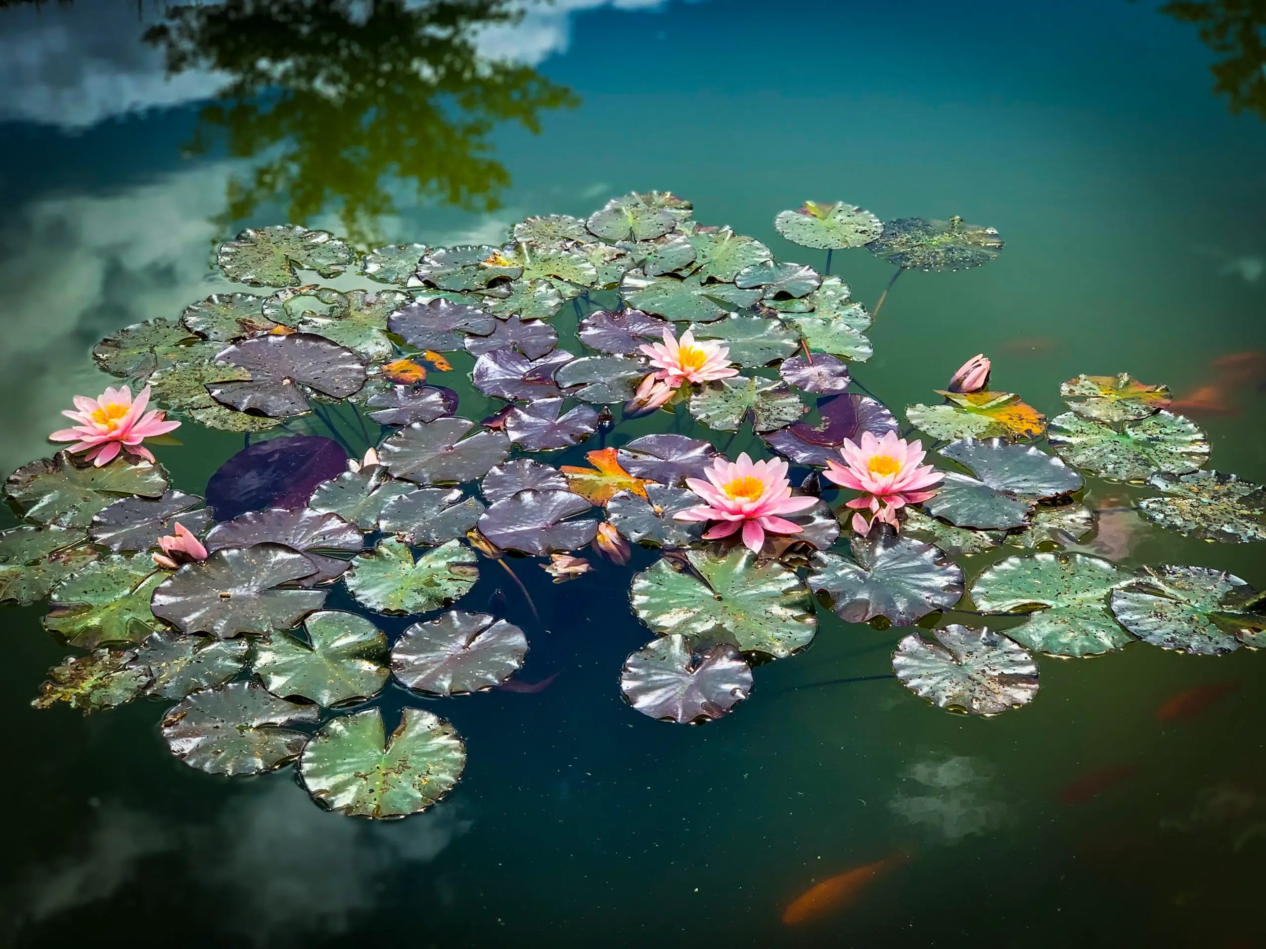 Water Lilies: How to Grow, Varieties, and How to Care