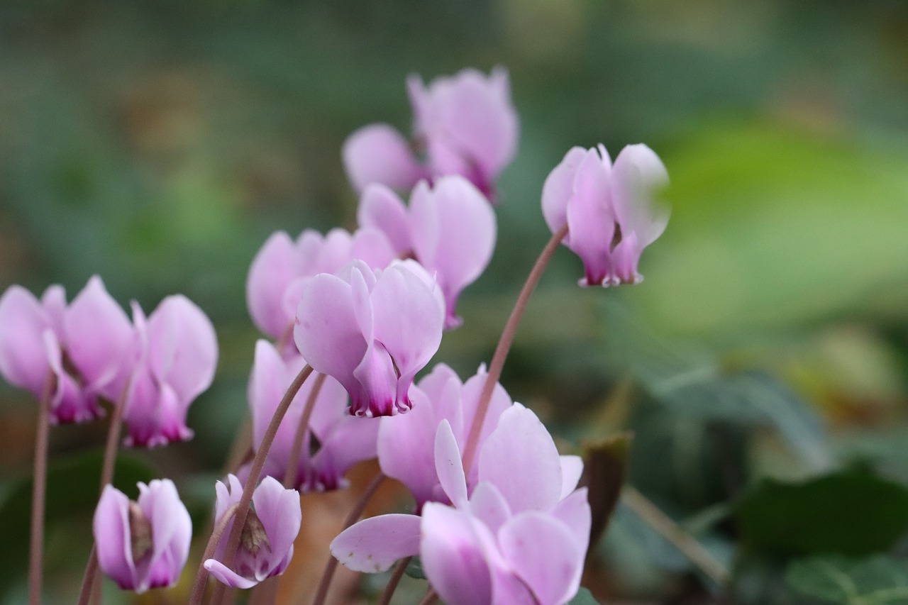 Winter Plants to Grow in Hanging Baskets