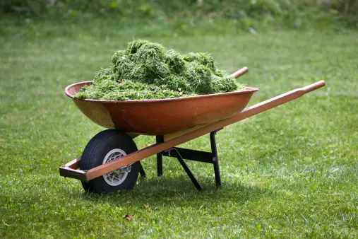grass clipping in wheelbarrow