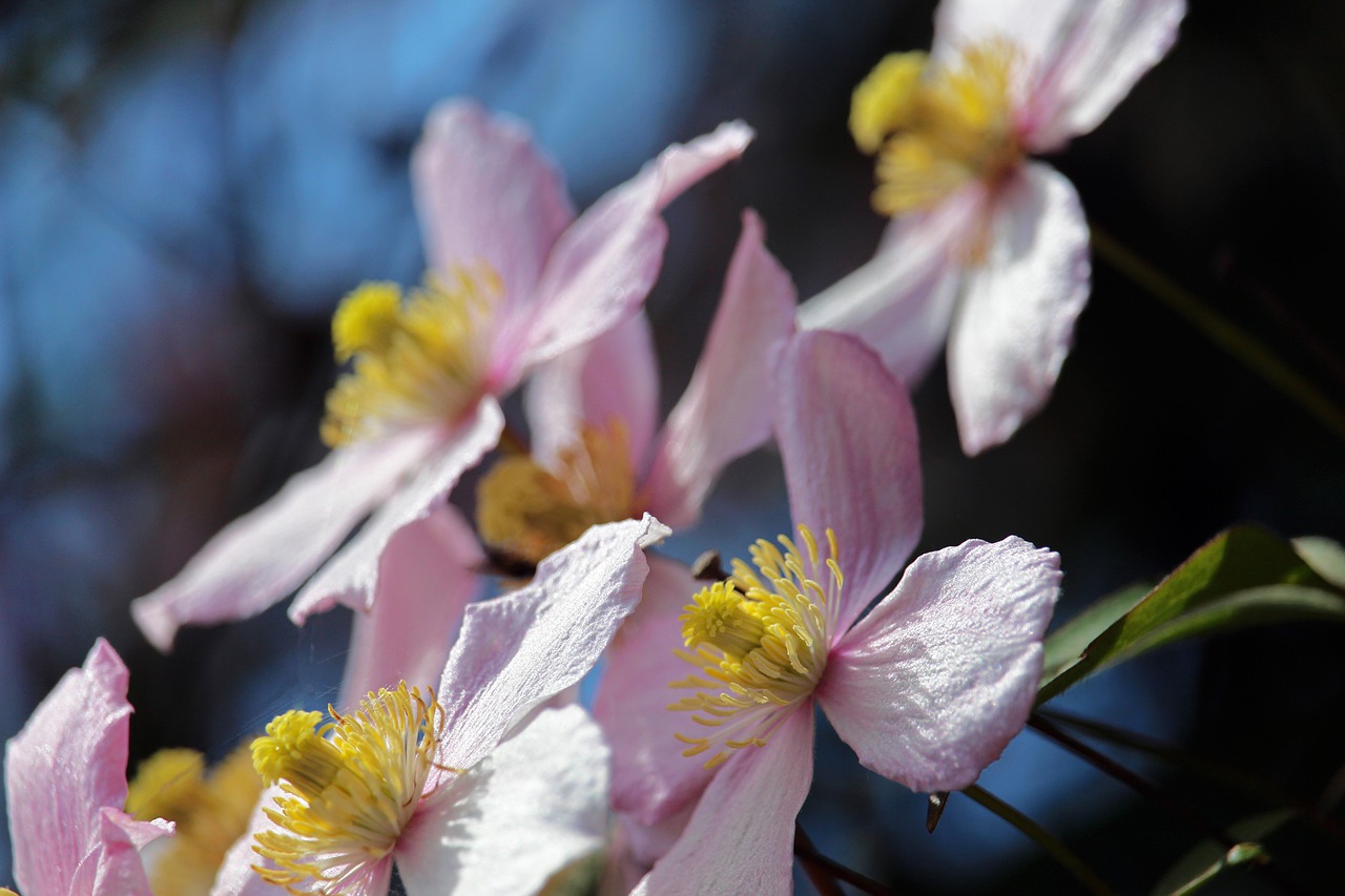 A Guide in Feeding Clematis