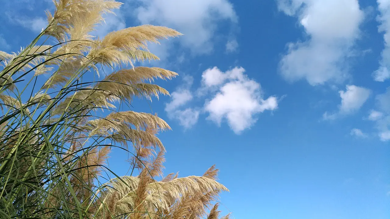 All You Need to Know in Growing Pampas Grass