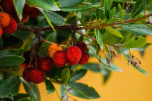 Arbutus unedo Tree (Strawberry tree)