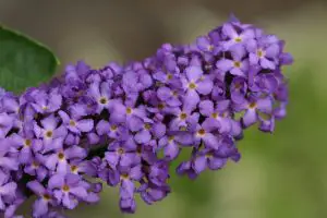 Buddleia Dreaming Purple