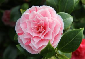 Camellia