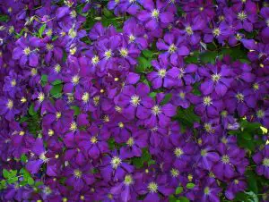 Clematis Viticella Etoile Violette