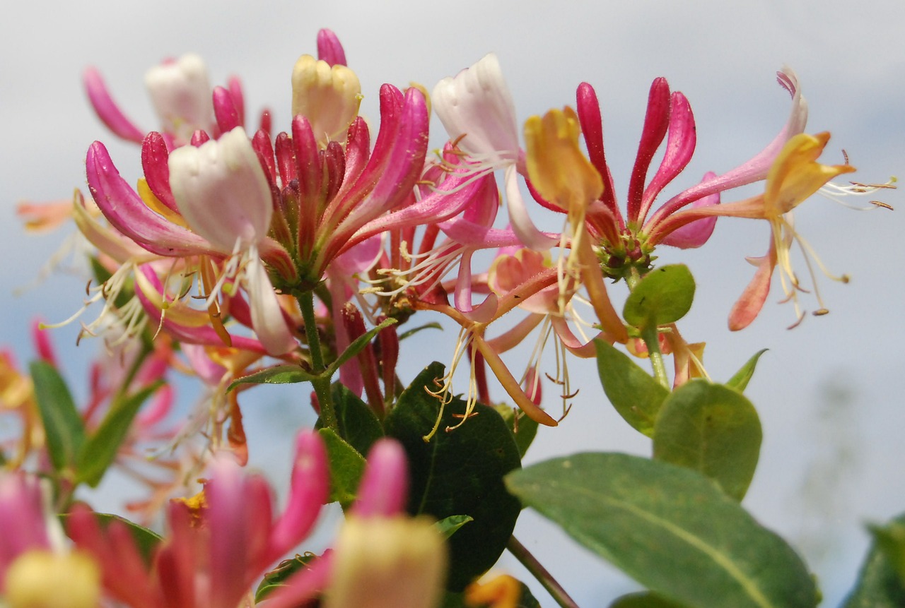 Climbers to Grow in a North-facing Wall