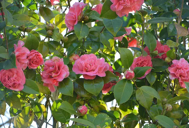 Common Problems You May Encounter When Growing Camellias