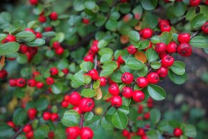 Cotoneaster Cornubia