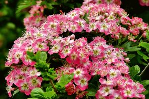 Crataegus Pauls Scarlet (Hawthorn tree)