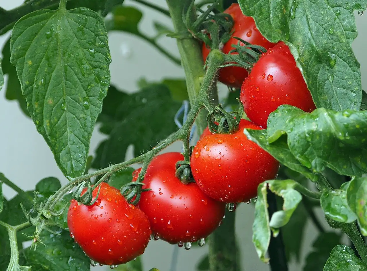 Growing Moneymaker Tomatoes A complete guide