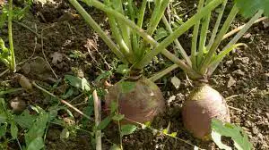 Growing Swede Or Rutabagas With Planting & Harvesting Tips
