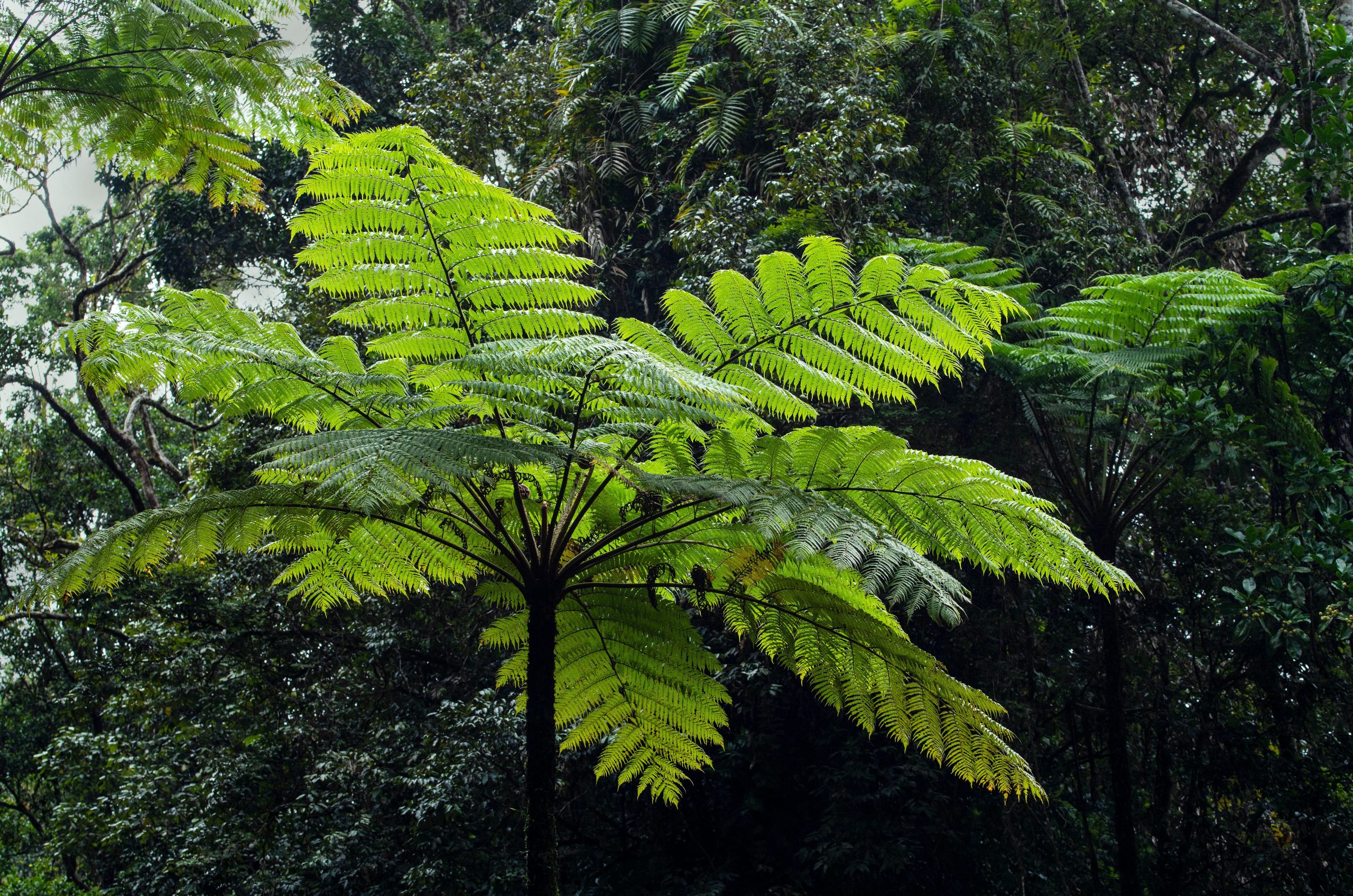 Growing and Taking Care of a Tree Fern