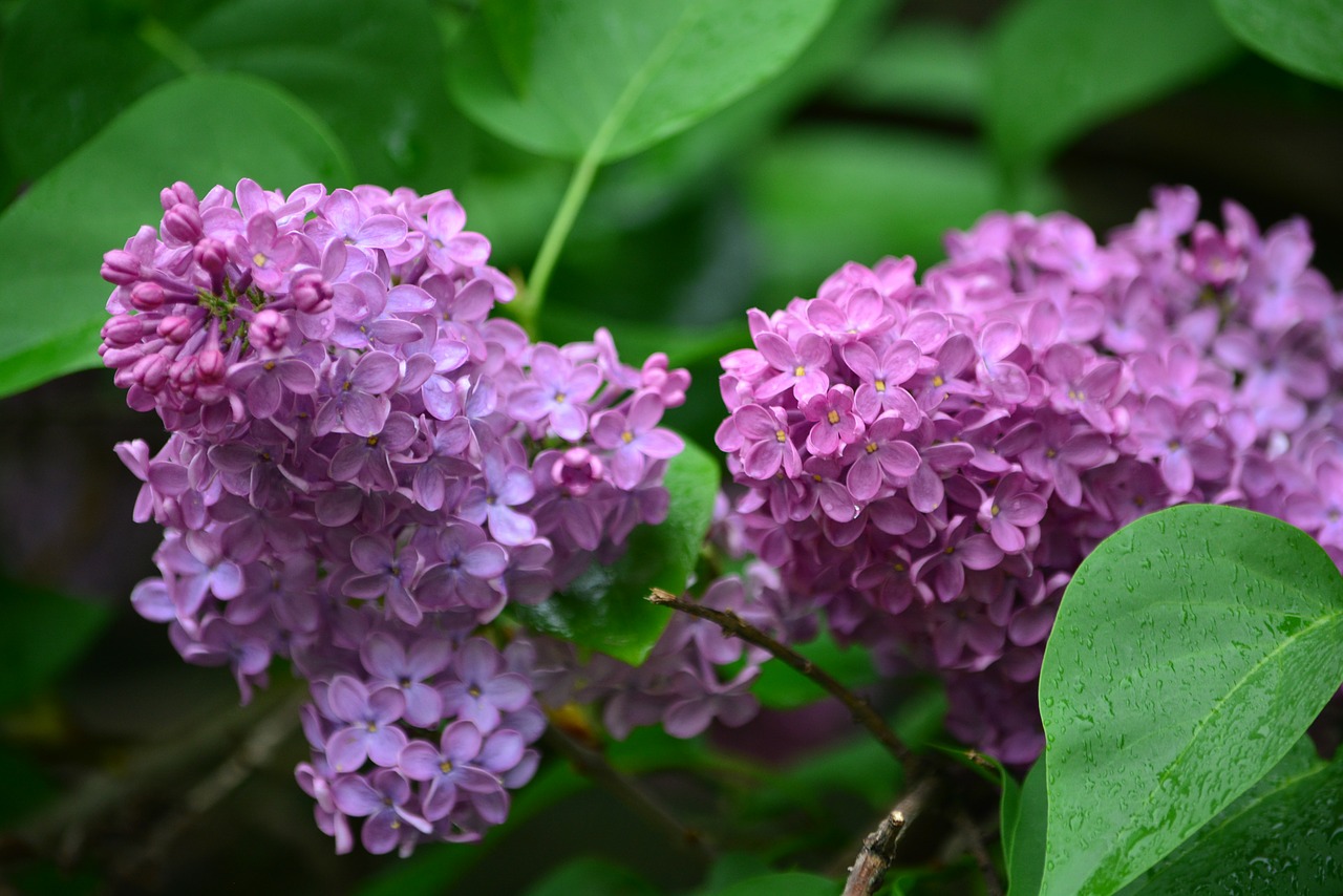 Guide to Taking Buddleia Cuttings