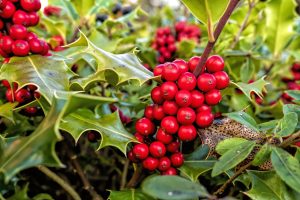 Holly - Ilex aquifolium