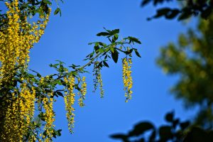 Laburnum alpinum ‘Pendulum’