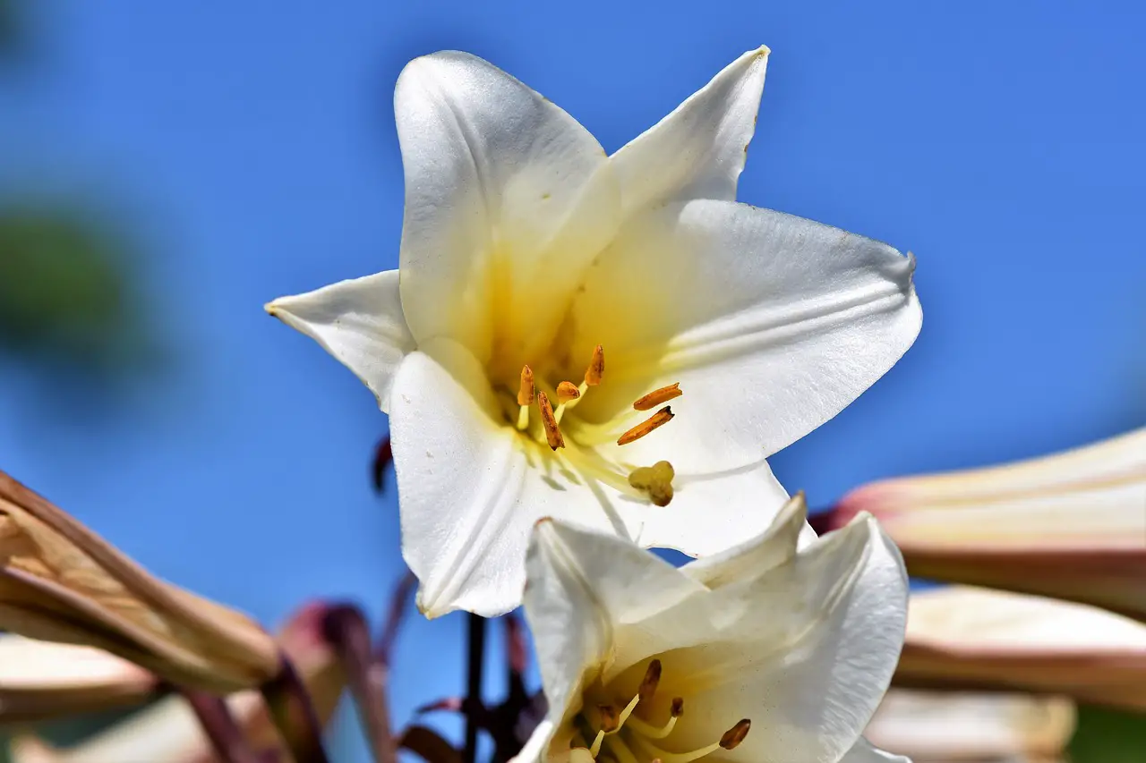 Lilies: When They're Finished Flowering
